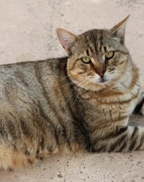 FLICK, male Mixed Breed for adoption at Animal Help Espania, Odelzhausen