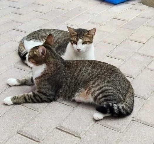 PRINCESA & GORDO, female Mixed Breed for adoption at Animal Help Espania, Odelzhausen