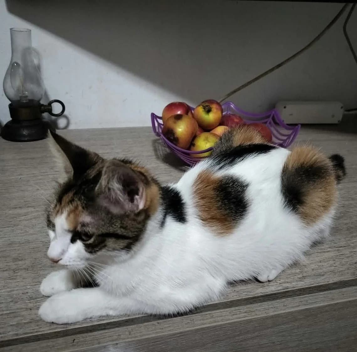 LITTLE LADY, female puppy Mixed Breed for adoption at Animal Help Espania, Odelzhausen