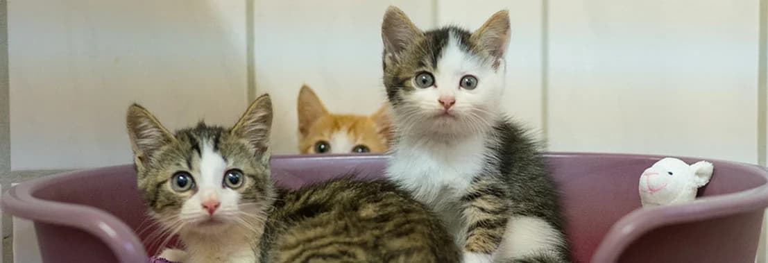 Gezielt helfen, female senior European Shorthair for adoption at Tierhelfer Ingelheim e.V., Ingelheim am Rhein