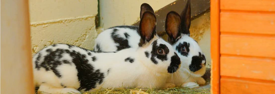 Kleintiere, male German Shorthaired Pointer for adoption at Tierhelfer Ingelheim e.V.