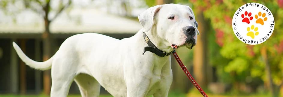 Notpfötchen sucht Zuhause, male senior American Staffordshire Terrier for adoption at Tierhelfer Ingelheim e.V., Ingelheim am Rhein