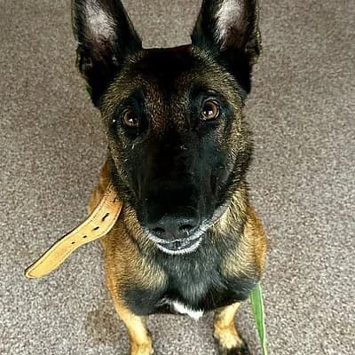 Vito, male 4yo Belgian Malinois for adoption at Tierhelfer Ingelheim e. V.