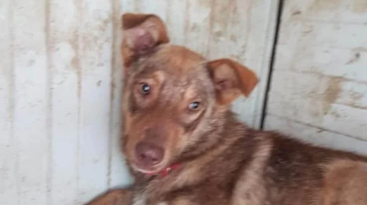 Senta, female senior Mixed Breed for adoption at Animal Hope and Liberty e.V.