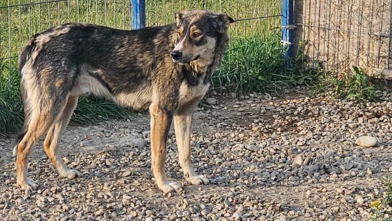 Charly 2, male 4yo Mixed Breed for adoption at Animal Hope and Liberty e.V.
