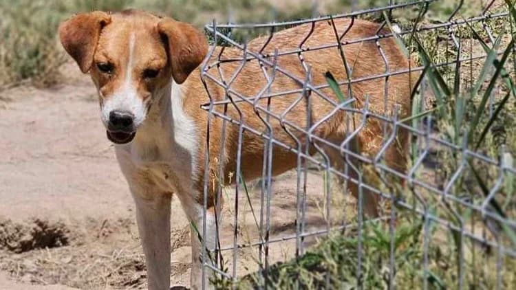 Nelly 3, female young Beagle for adoption at Animal Hope and Liberty e.V.