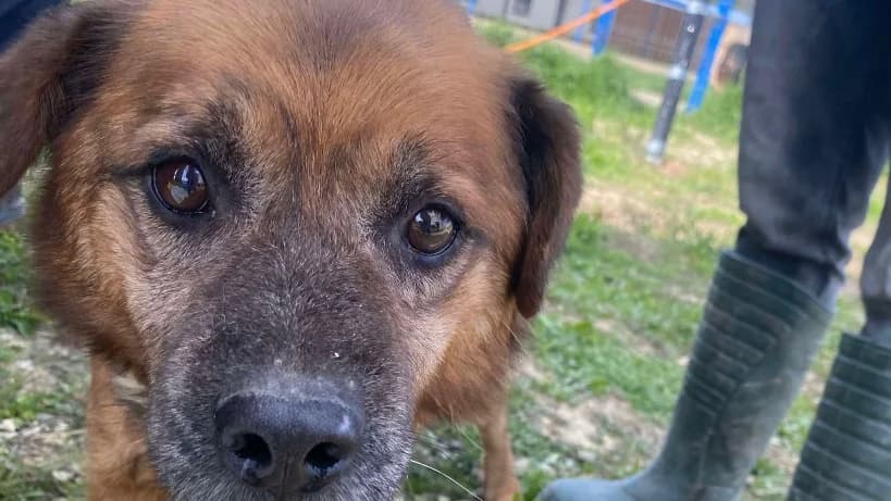 Zoe 3, female 5yo Mixed Breed for adoption at Animal Hope and Liberty e.V.