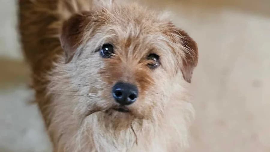 Joshi, male 3yo Mixed Breed for adoption at Animal Hope and Liberty e.V.