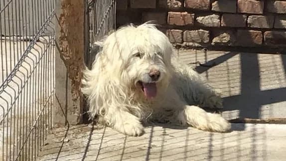Snow 1, male senior Romanian Shepherd for adoption at Animal Hope and Liberty e.V.