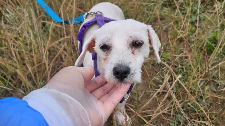 Blümchen, female Bichon Frisé for adoption at Animal Hope and Liberty e.V.