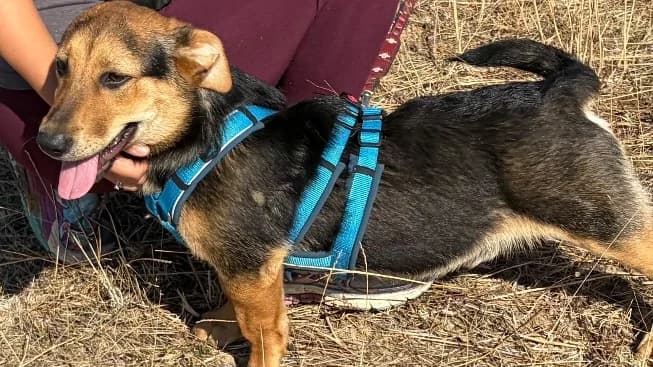 Hugo 4, male young Mixed Breed for adoption at Animal Hope and Liberty e.V.