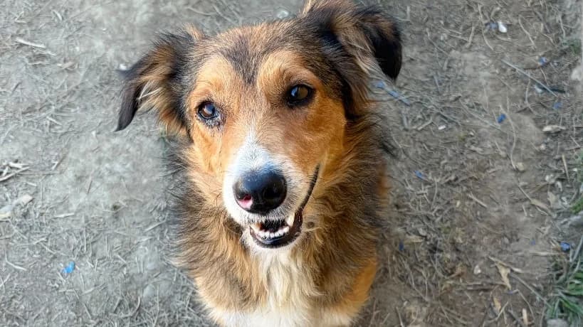 Heidi, 6yo Mixed Breed for adoption at Animal Hope and Liberty e.V.