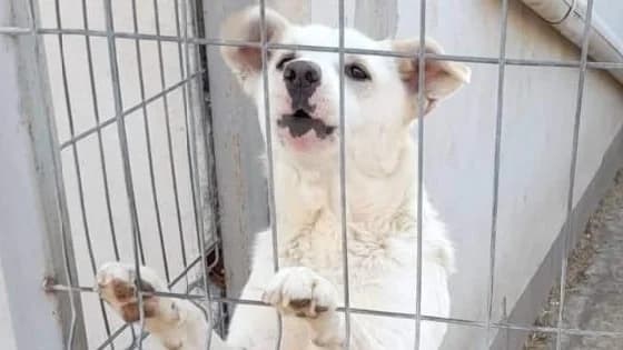 Tom, male senior Mixed Breed for adoption at Animal Hope and Liberty e.V.
