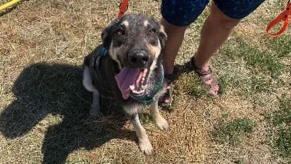 Mandu, male young Mixed Breed for adoption at Animal Hope and Liberty e.V.