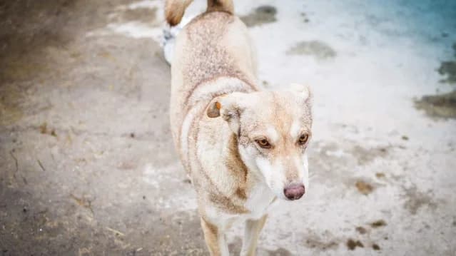 Taya, female senior Mixed Breed for adoption at Animal Hope and Liberty e.V.