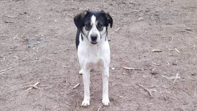 Abraxas 1, female senior Mixed Breed for adoption at Animal Hope and Liberty e.V.