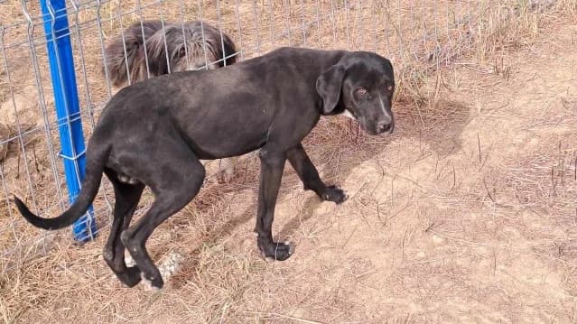 Thorin 2, male 3yo Mixed Breed for adoption at Animal Hope and Liberty e.V.