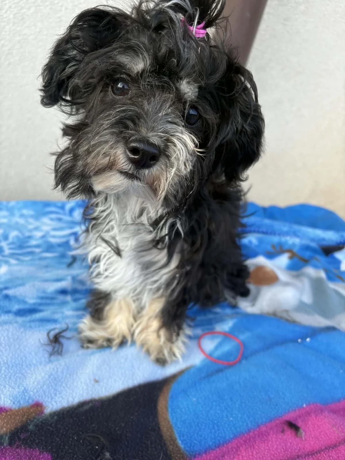 Paula, female puppy Yorkshire Terrier for adoption at Animal Hope Romania e.V.