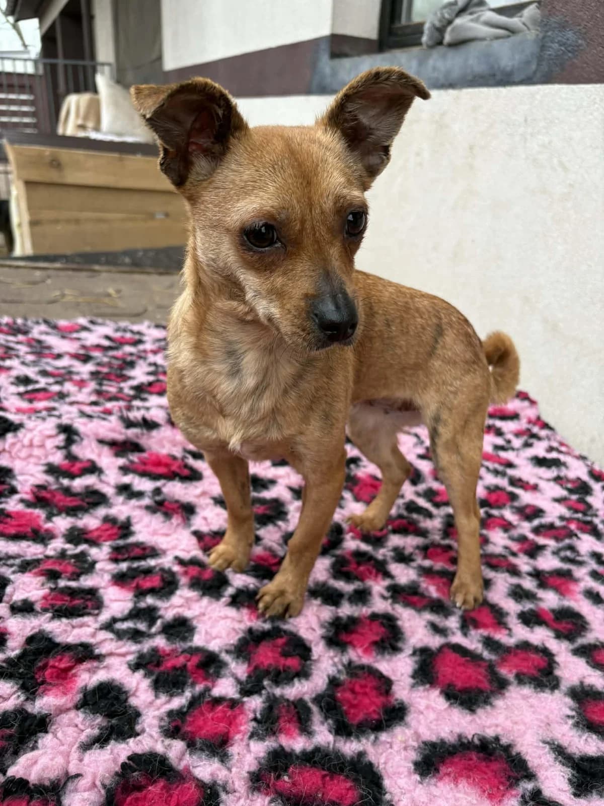 Ami, female young Mixed Breed for adoption at Animal Hope Romania e.V.