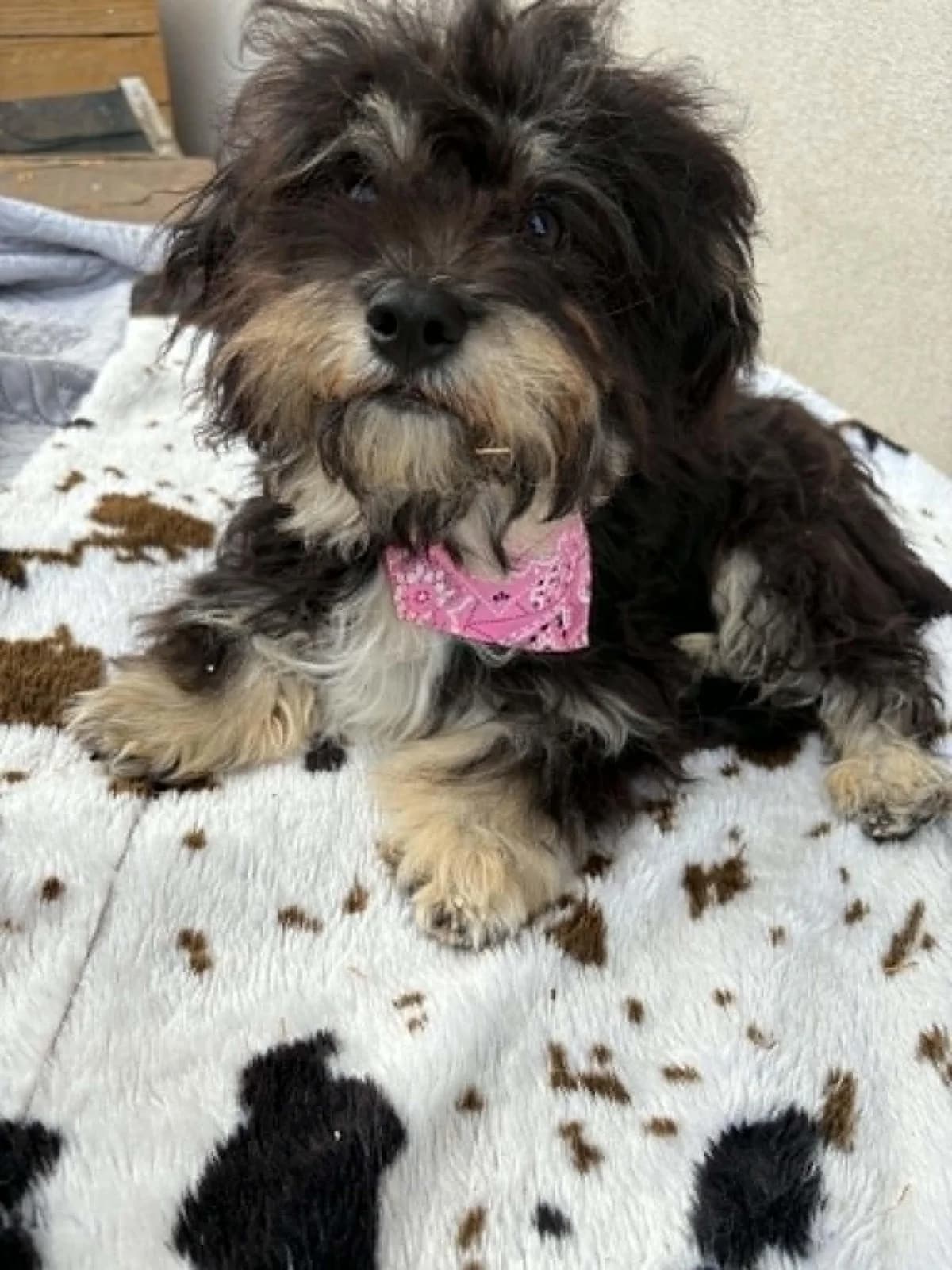 Penny, female puppy Yorkshire Terrier for adoption at Animal Hope Romania e.V.