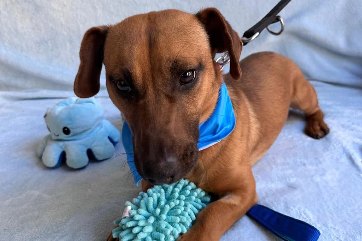 Plum, male puppy mixed breed for adoption at animals care - Tierschutz ohne Grenzen, Ketzin