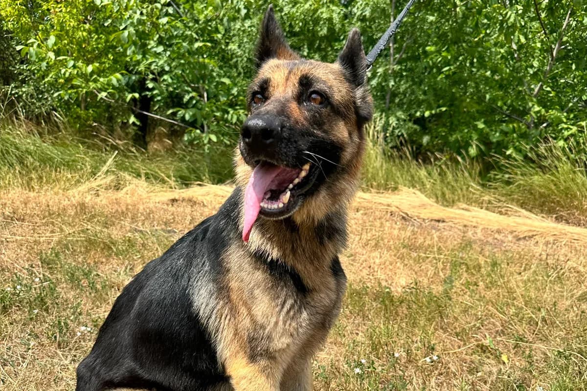 Aria, female young mixed breed for adoption at animals care - Tierschutz ohne Grenzen, Ketzin