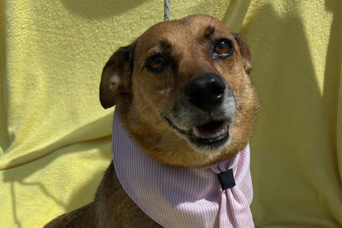 Bandelby, female 4yo mixed breed for adoption at animals care - Tierschutz ohne Grenzen, Ketzin