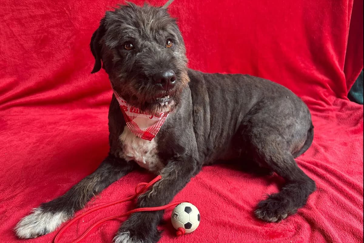 Camilia, female 5yo mixed breed for adoption at animals care - Tierschutz ohne Grenzen, Ketzin