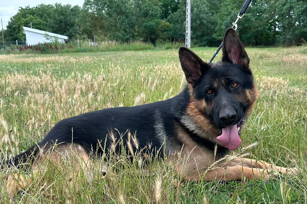 Dex, male young Mixed Breed for adoption at animals care - Tierschutz ohne Grenzen, Ketzin