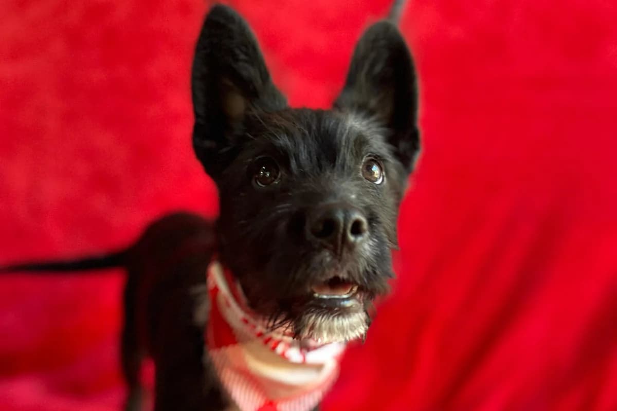 Feivel, male puppy Mixed Breed for adoption at animals care - Tierschutz ohne Grenzen, Ketzin