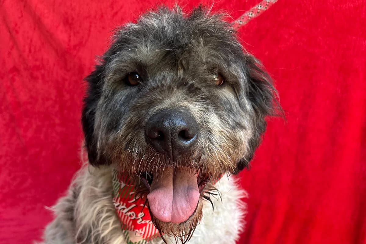 Hunter, male young Mixed Breed for adoption at animals care - Tierschutz ohne Grenzen, Ketzin
