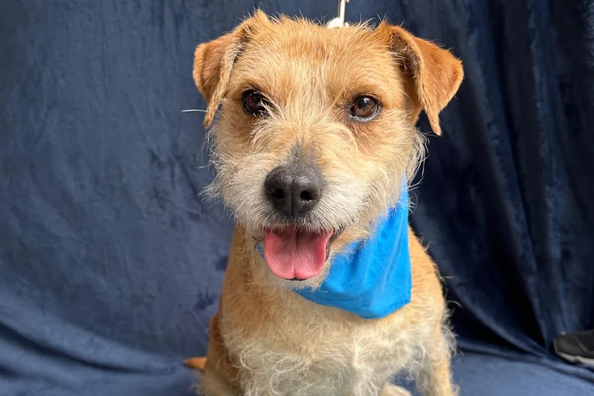 Piccolina, female senior mixed breed for adoption at animals care - Tierschutz ohne Grenzen, Ketzin