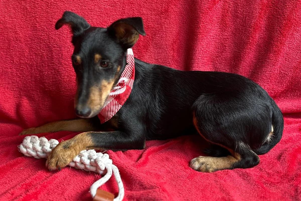 Elenor, female mixed breed for adoption at animals care - Tierschutz ohne Grenzen, Ketzin