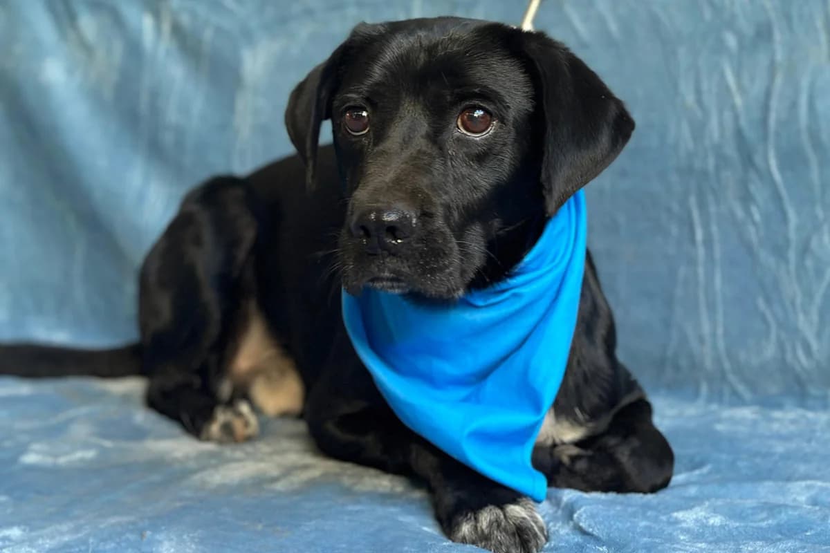 Gömbi, male 7yo Mixed Breed for adoption at animals care - Tierschutz ohne Grenzen, Ketzin