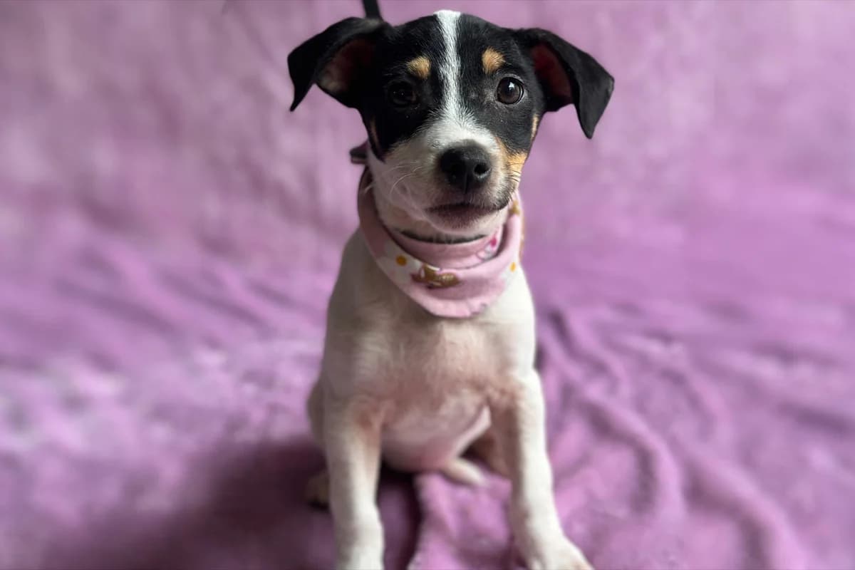 Inari, female puppy Mixed Breed for adoption at animals care - Tierschutz ohne Grenzen, Ketzin