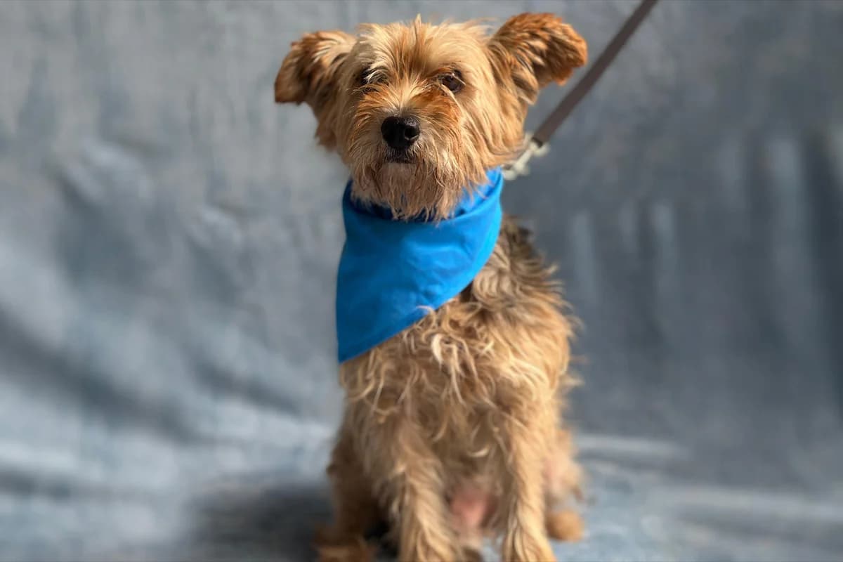 Leroy, male 6yo mixed breed for adoption at animals care - Tierschutz ohne Grenzen, Ketzin