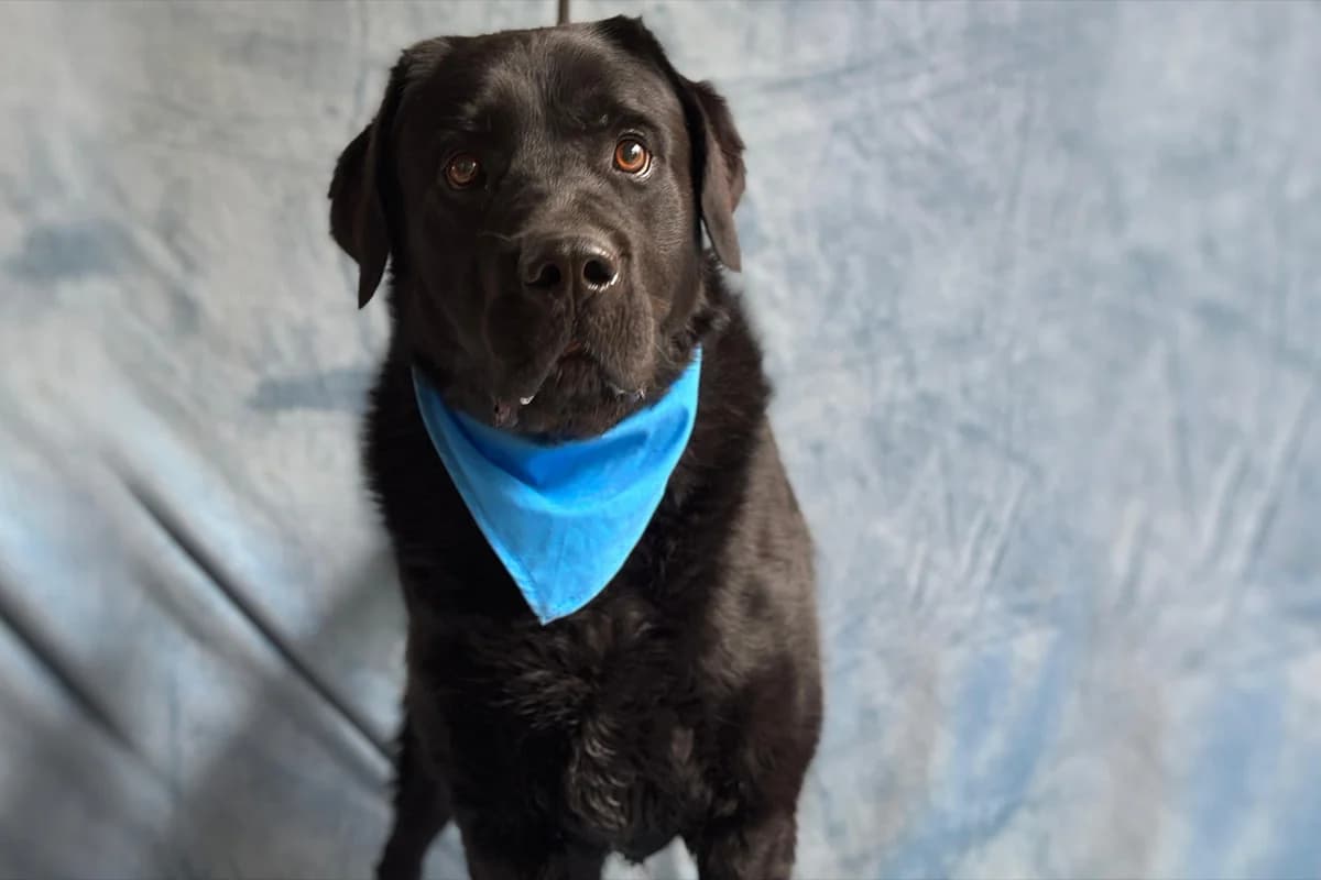 Lupi, male 3yo mixed breed for adoption at animals care - Tierschutz ohne Grenzen, Ketzin