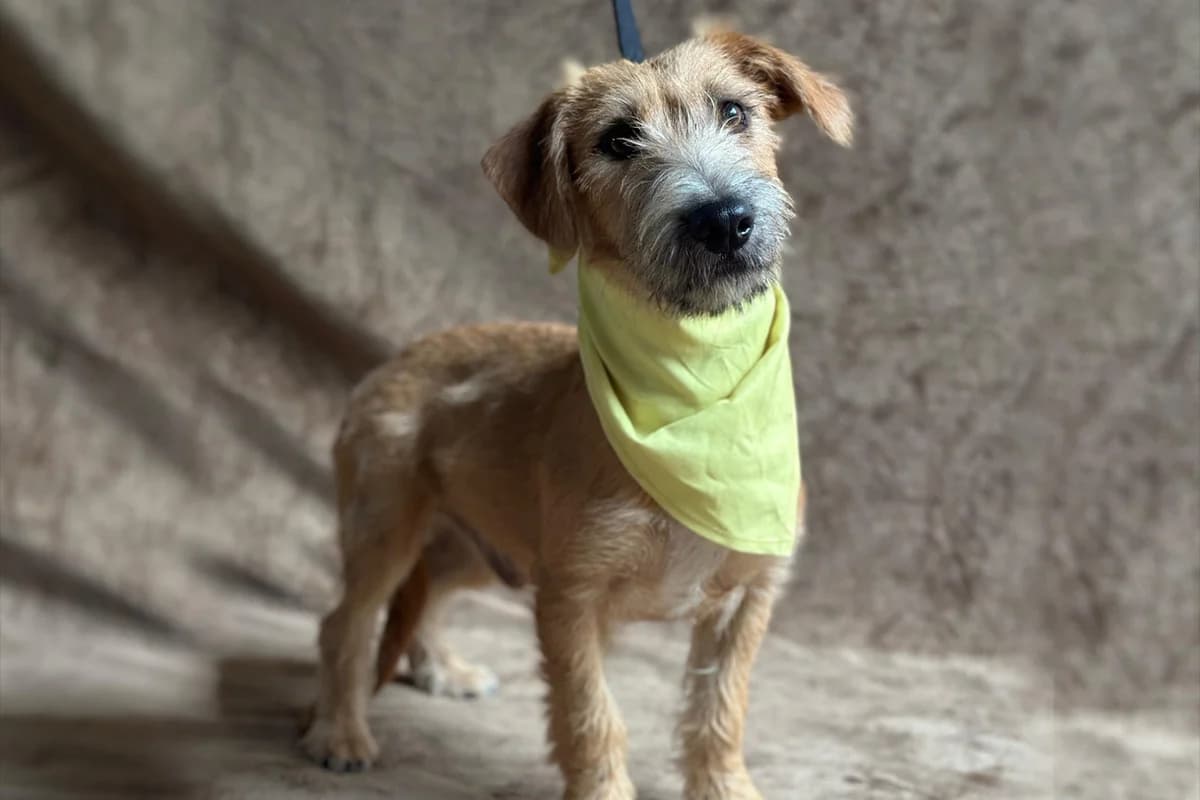 Samu, male puppy Mixed Breed for adoption at animals care - Tierschutz ohne Grenzen, Ketzin