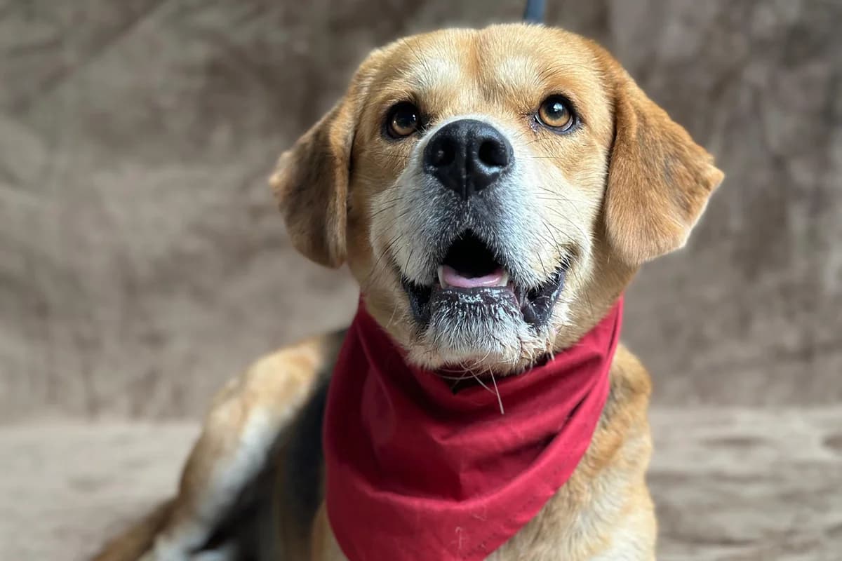 Thomas, male 3yo Beagle for adoption at animals care - Tierschutz ohne Grenzen, Ketzin