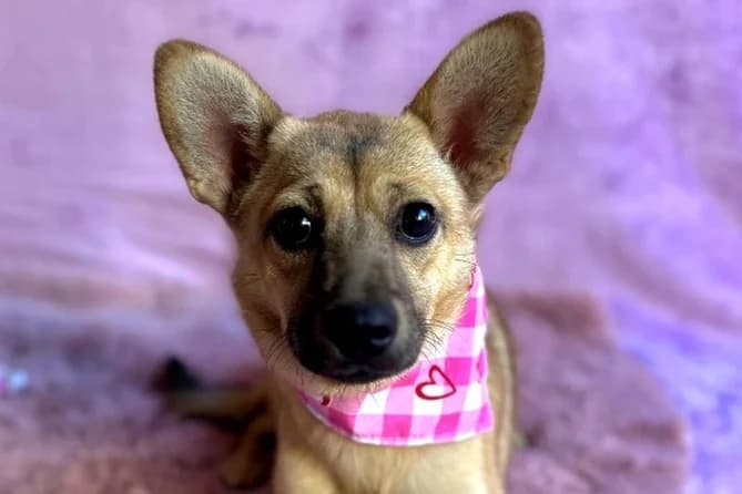 Lotti, female puppy mixed breed for adoption at animals care - Tierschutz ohne Grenzen, Ketzin