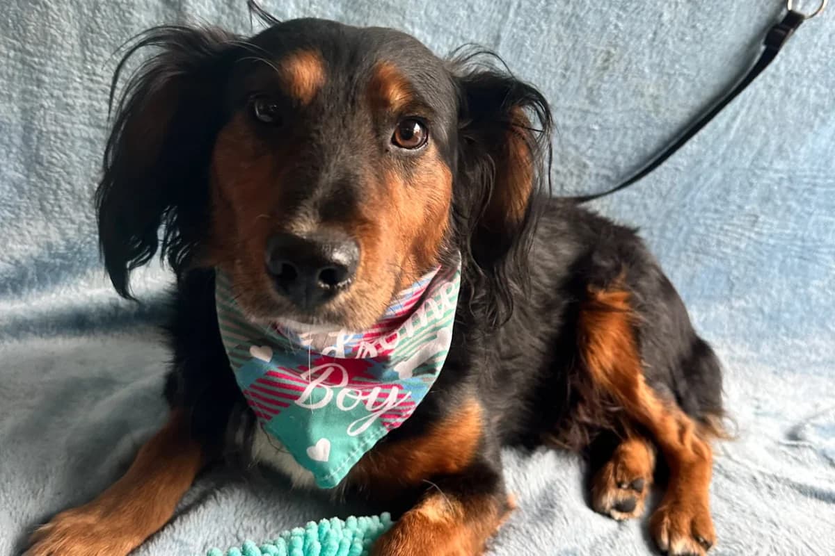 Memphis, male young mixed breed for adoption at animals care - Tierschutz ohne Grenzen, Ketzin