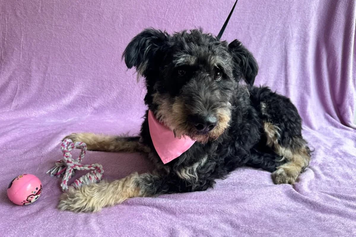 Milady, female young mixed breed for adoption at animals care - Tierschutz ohne Grenzen, Ketzin