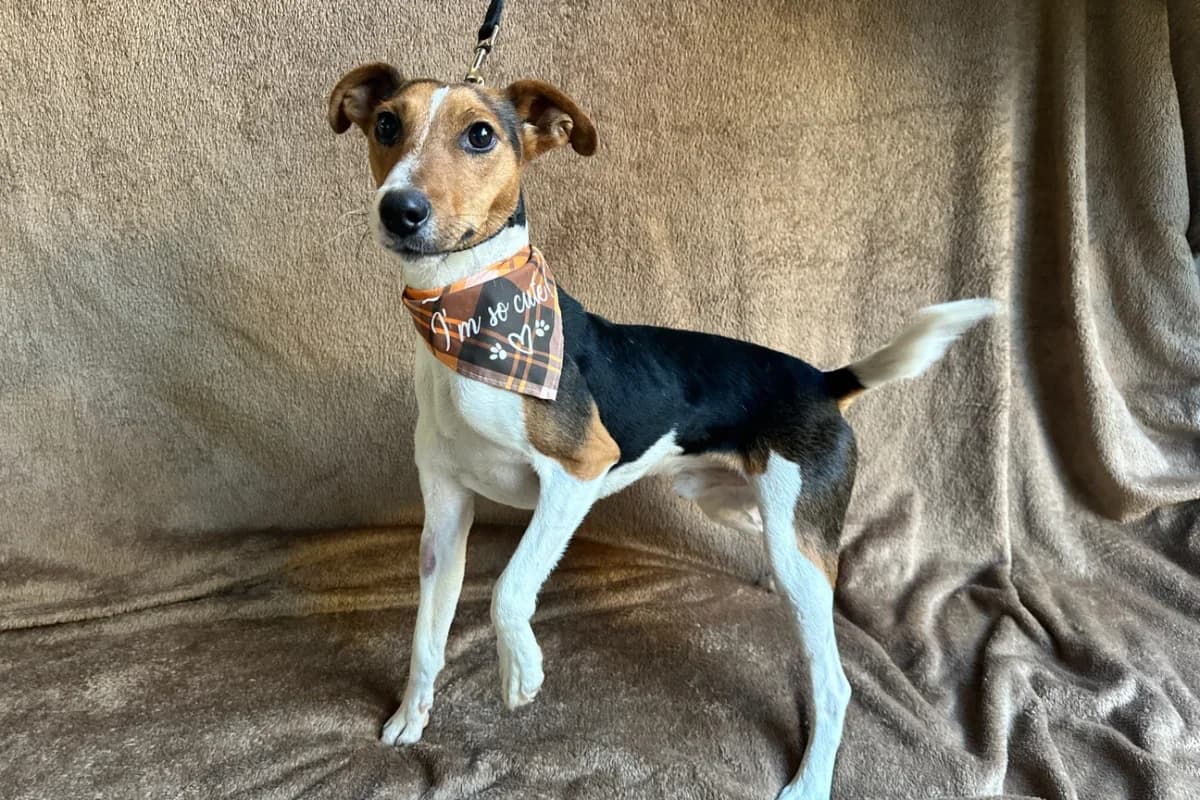 Sherlock, male young mixed breed for adoption at animals care - Tierschutz ohne Grenzen, Ketzin