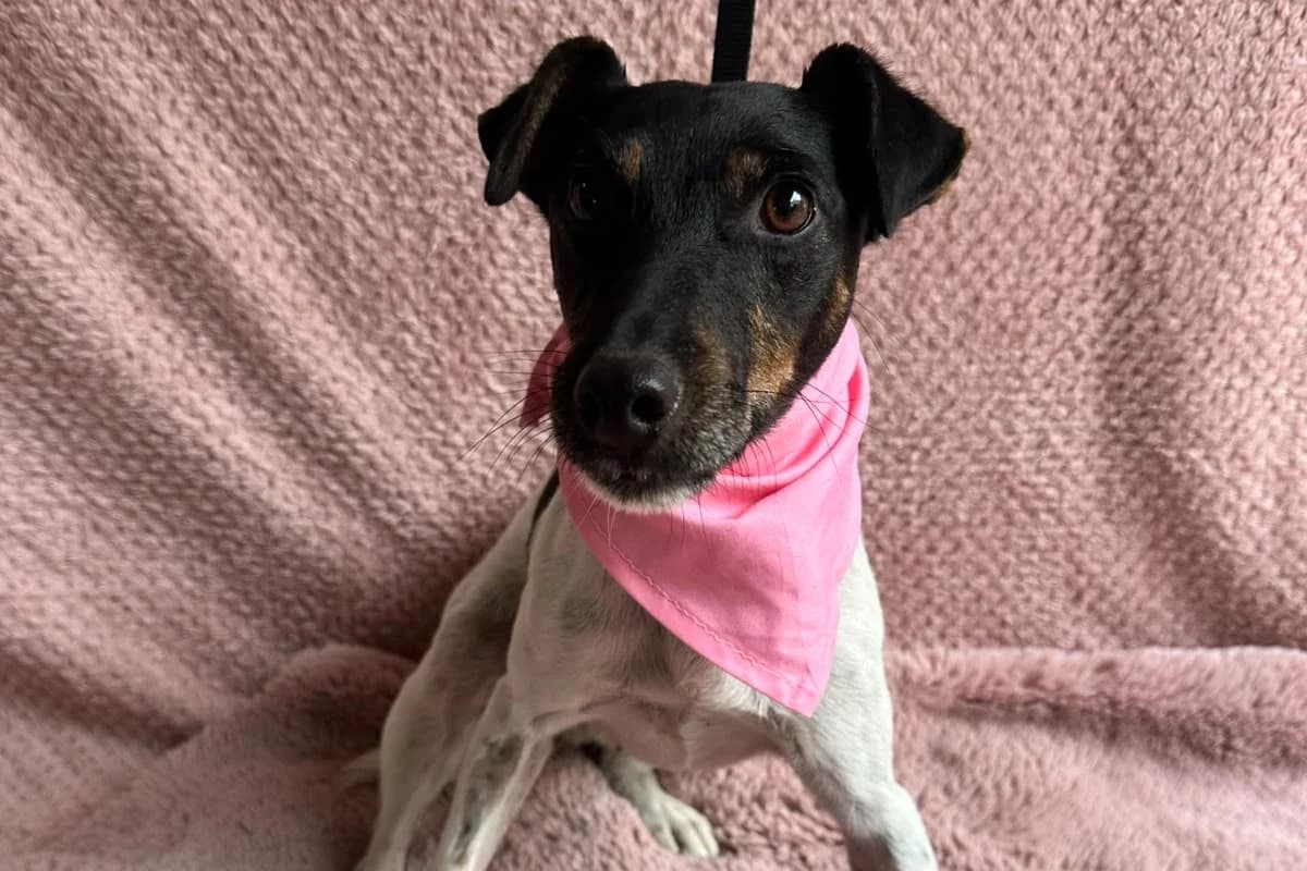 Sierra, female 5yo mixed breed for adoption at animals care - Tierschutz ohne Grenzen, Ketzin