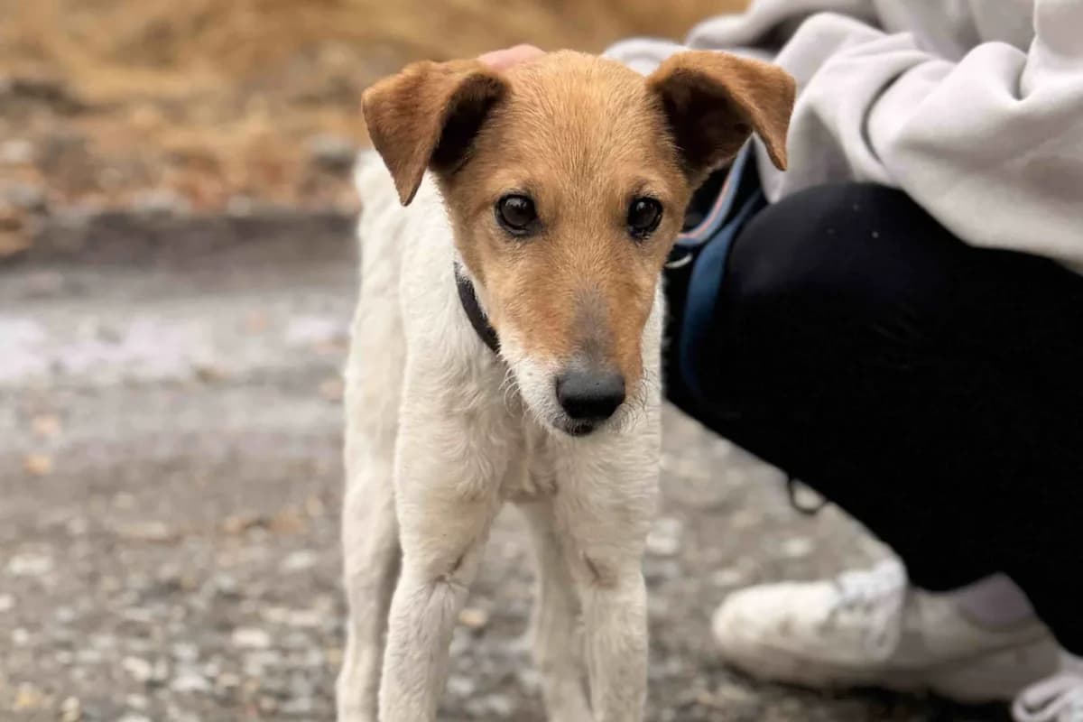 Bambi, hellbraun female senior mixed breed for adoption at animals care - Tierschutz ohne Grenzen, Ketzin