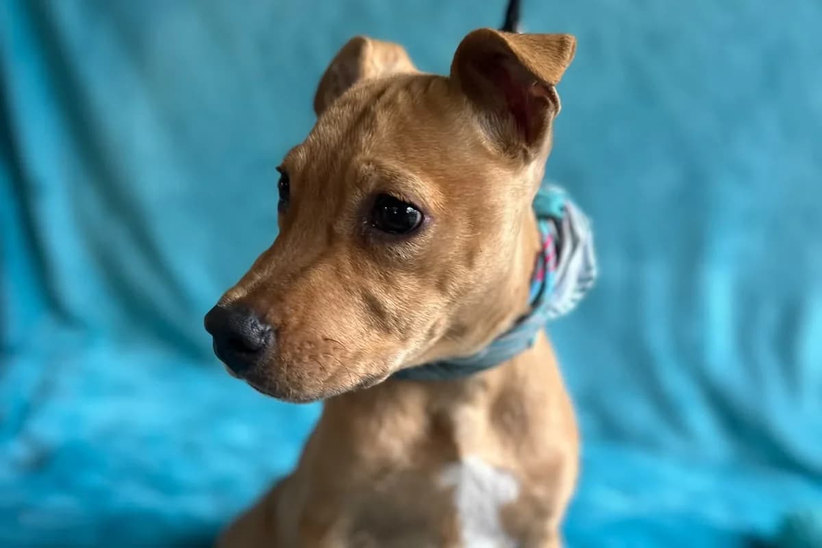 Gery, hellbraun male puppy mixed breed for adoption at animals care - Tierschutz ohne Grenzen, Ketzin