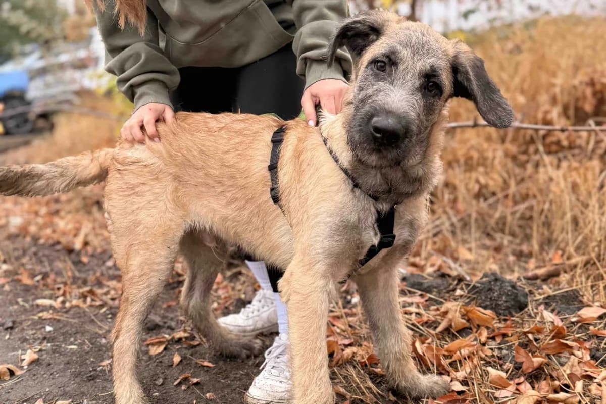 Mizo, beige male puppy mixed breed for adoption at animals care - Tierschutz ohne Grenzen, Ketzin