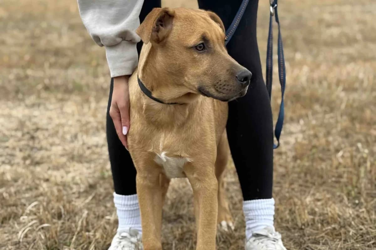Neeko, hellbraun male puppy Rhodesian Ridgeback for adoption at animals care - Tierschutz ohne Grenzen, Ketzin