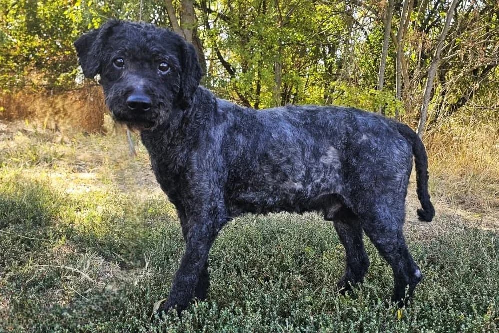 Rusty, schwarz male senior Mixed Breed for adoption at animals care - Tierschutz ohne Grenzen, Ketzin