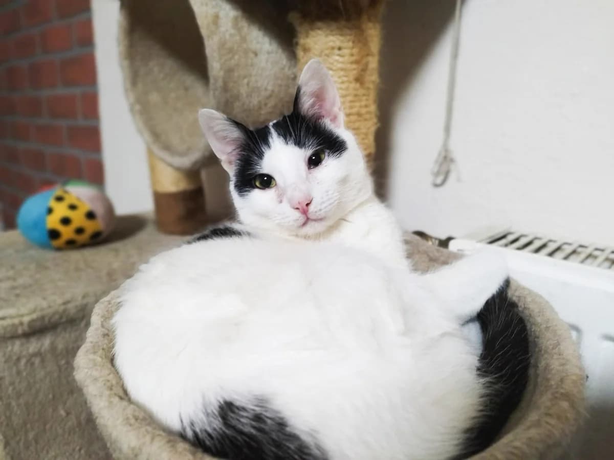 Billy, male 5yo Mixed Breed for adoption at Anytime for Animals e.V.